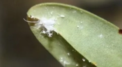 Lupta mai blând cherver în orhidee